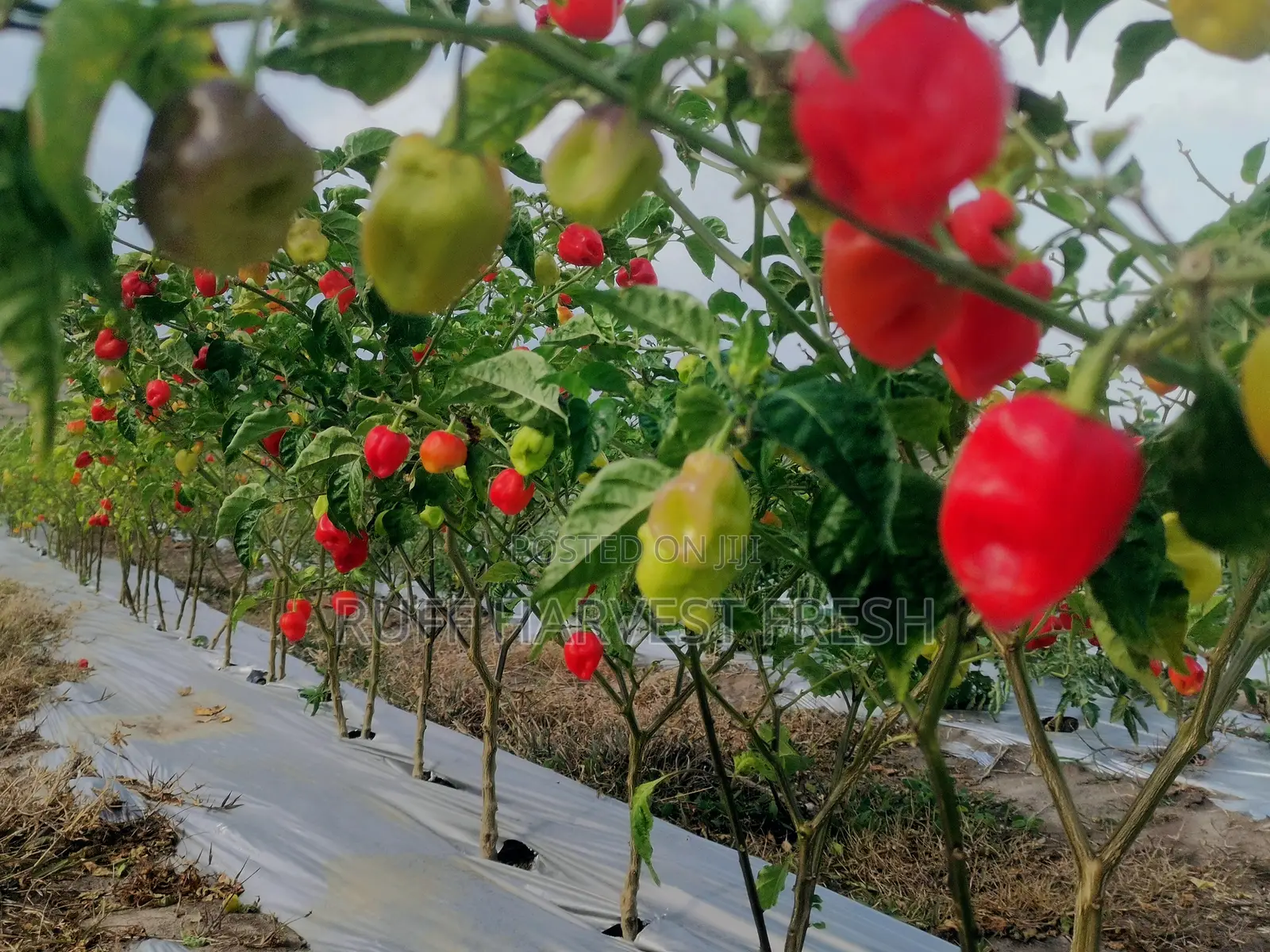 Home Gardening