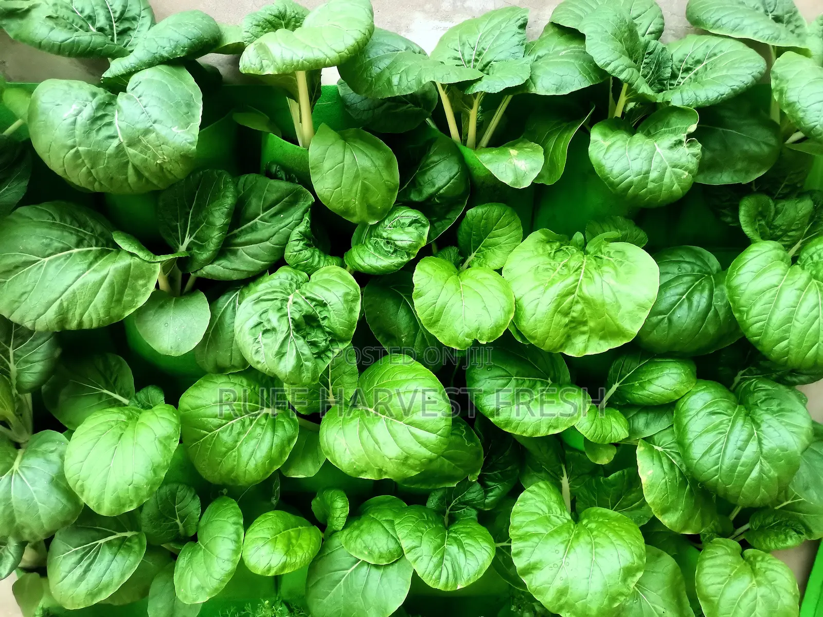Home Gardening