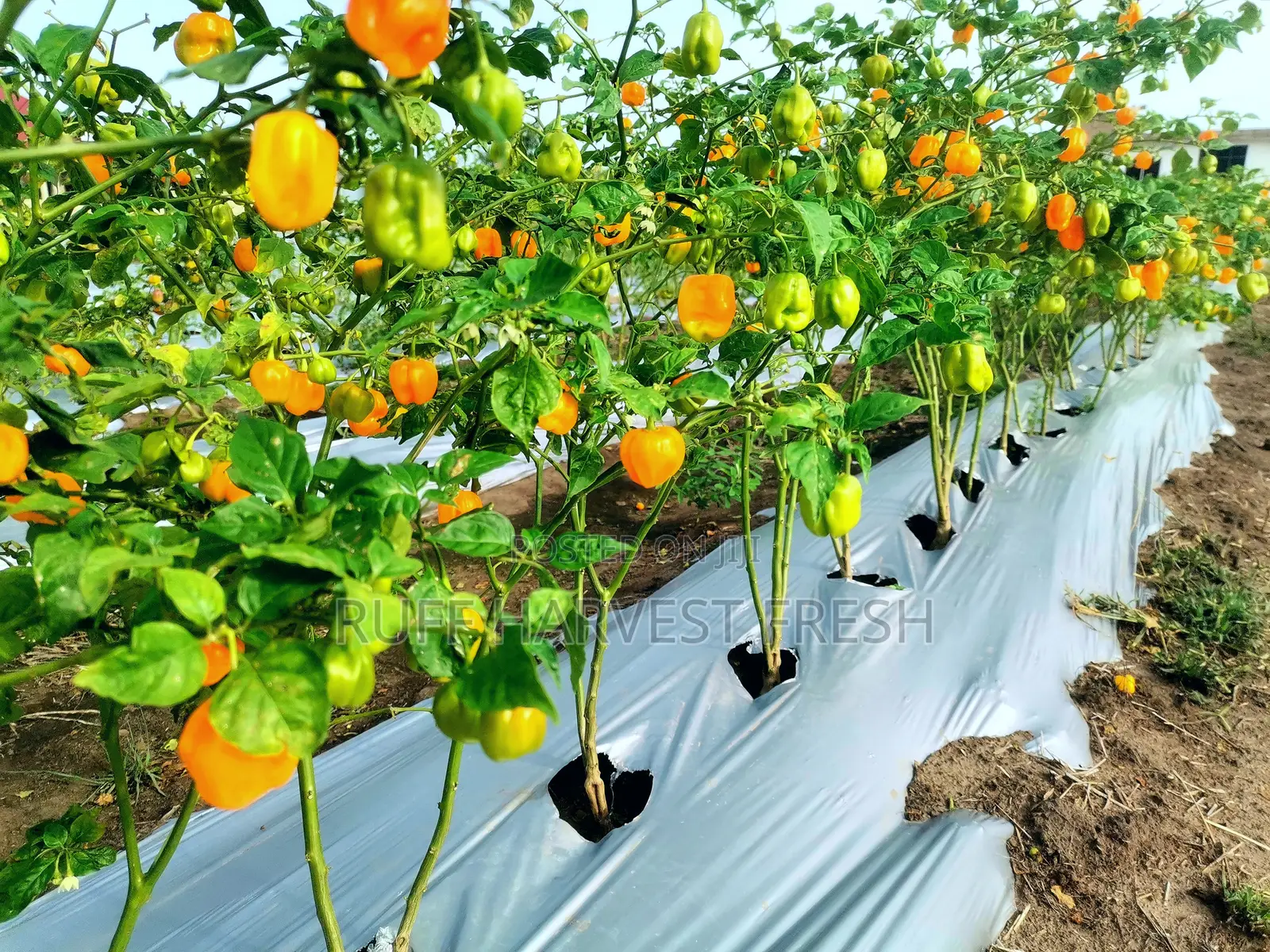 Home Gardening