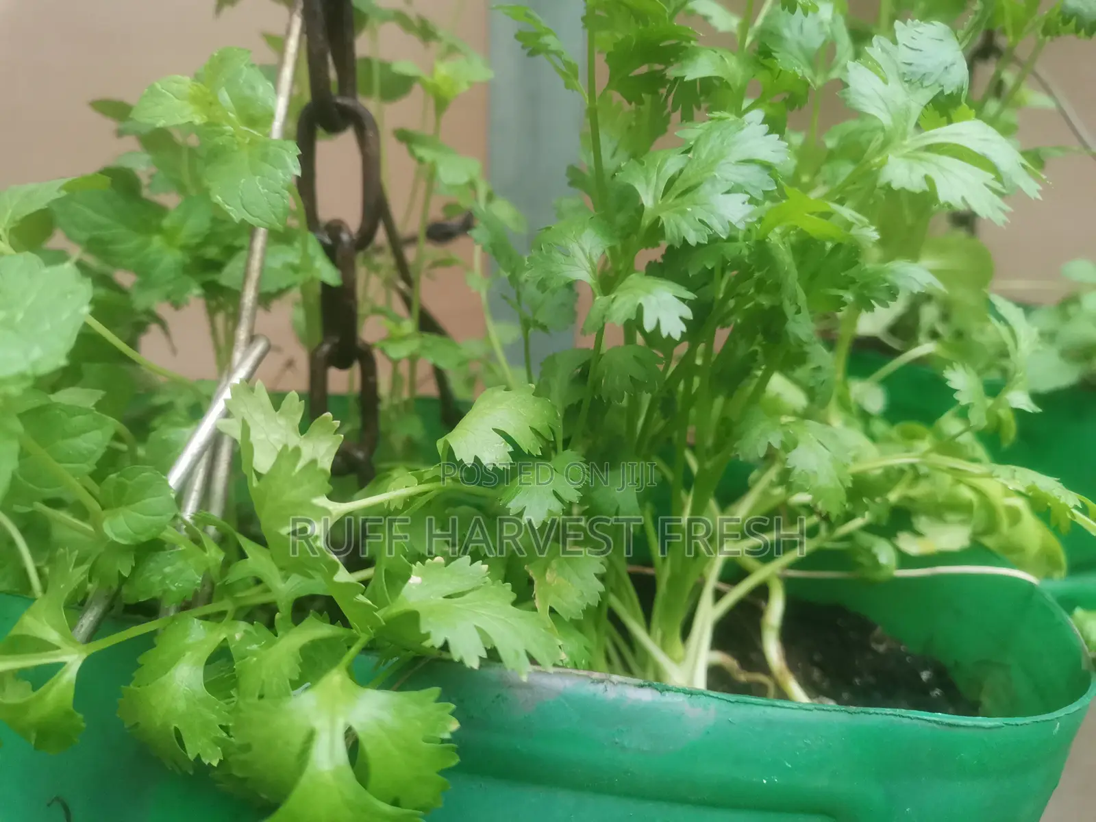 Home Gardening