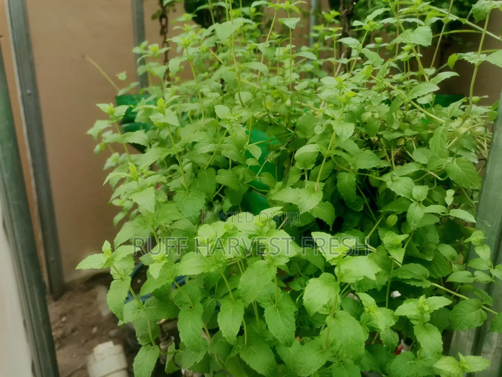 Home Gardening