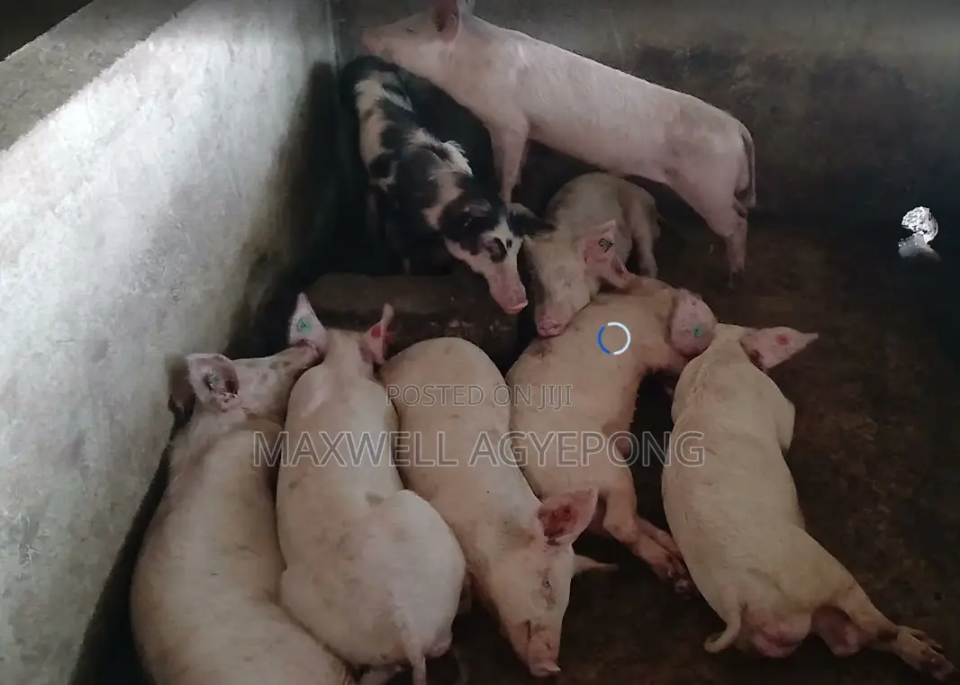 Purely Organic Pigs for Sale.