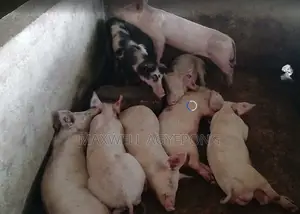 Purely Organic Pigs for Sale.