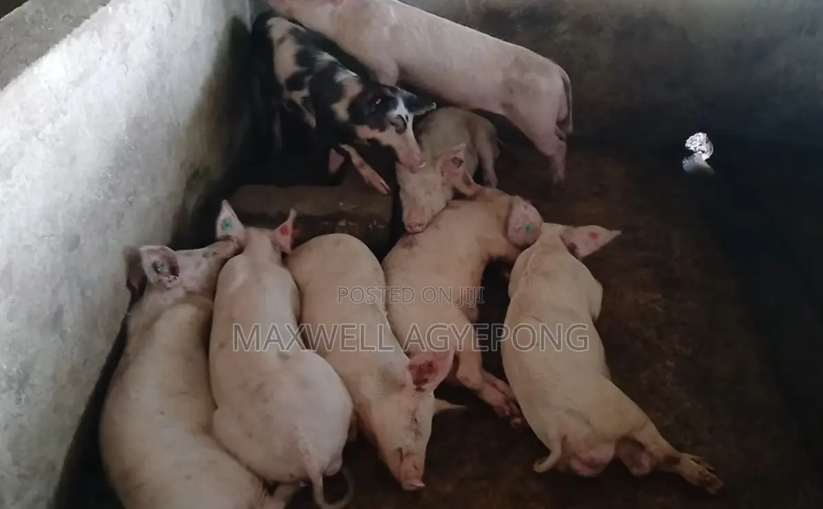 Purely Organic Pigs for Sale.