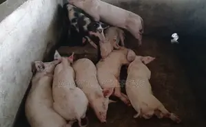 Purely Organic Pigs for Sale.