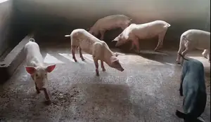 Purely Organic Pigs for Sale.