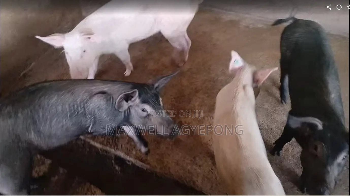 Purely Organic Pigs for Sale.