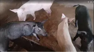 Purely Organic Pigs for Sale.