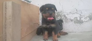 1-3 months Male Purebred Rottweiler