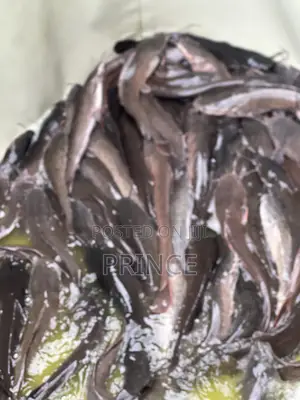 Catfish 1KG