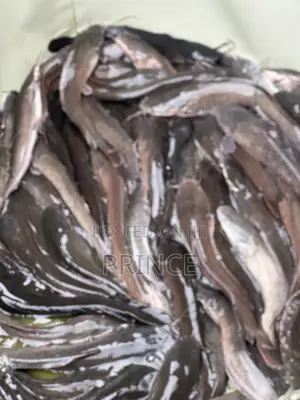 Catfish 1KG