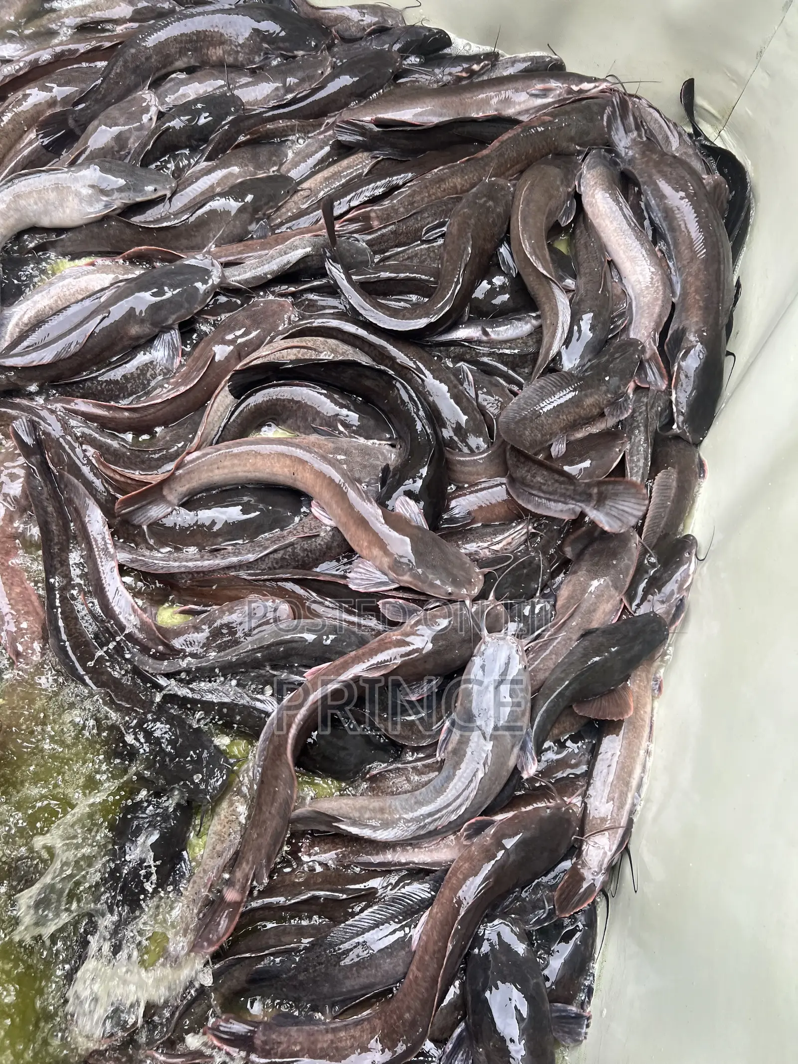 Catfish 1KG