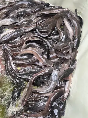 Catfish 1KG