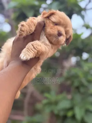 0-1 month Female Purebred Maltipoo