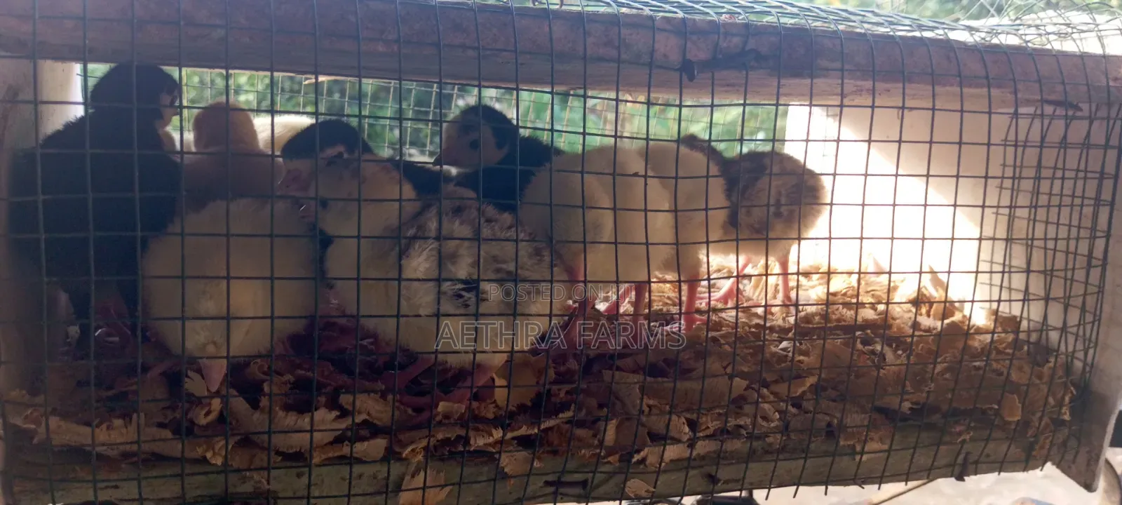 Day Old Turkey Poults (BBB/BBW)