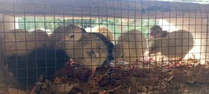 Day Old Turkey Poults (BBB/BBW)