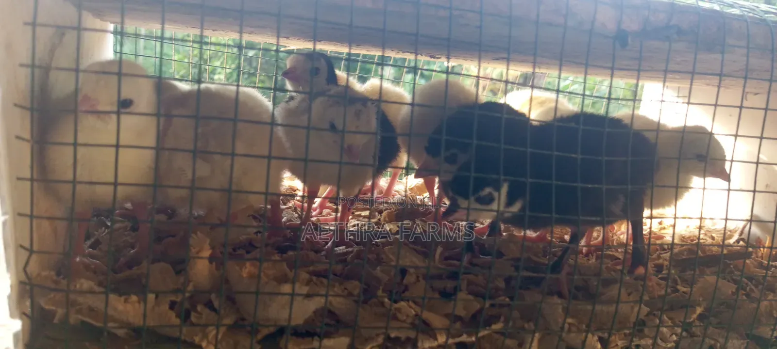 Day Old Turkey Poults (BBB/BBW)