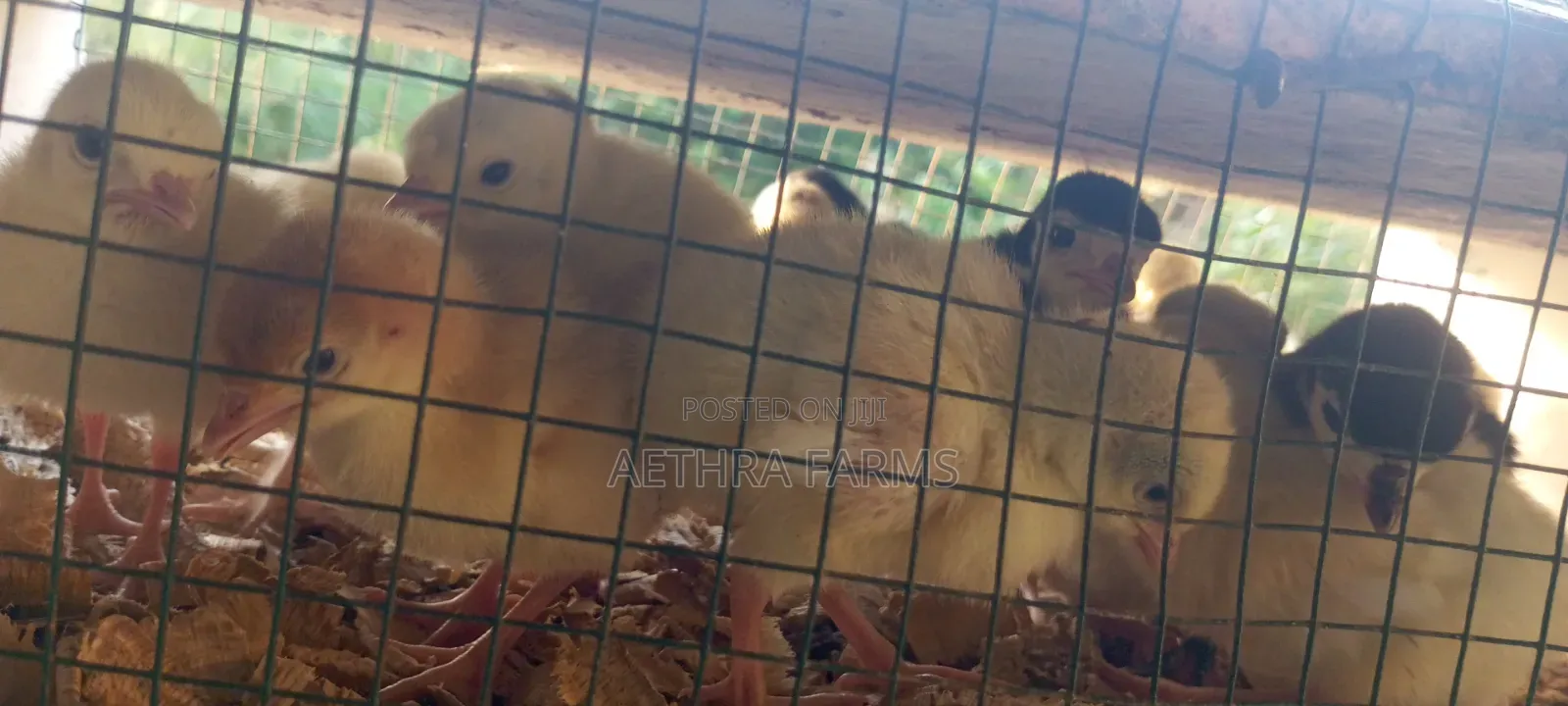 Day Old Turkey Poults (BBB/BBW)