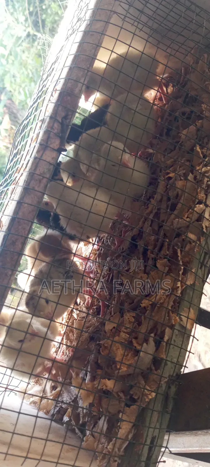Day Old Turkey Poults (BBB/BBW)