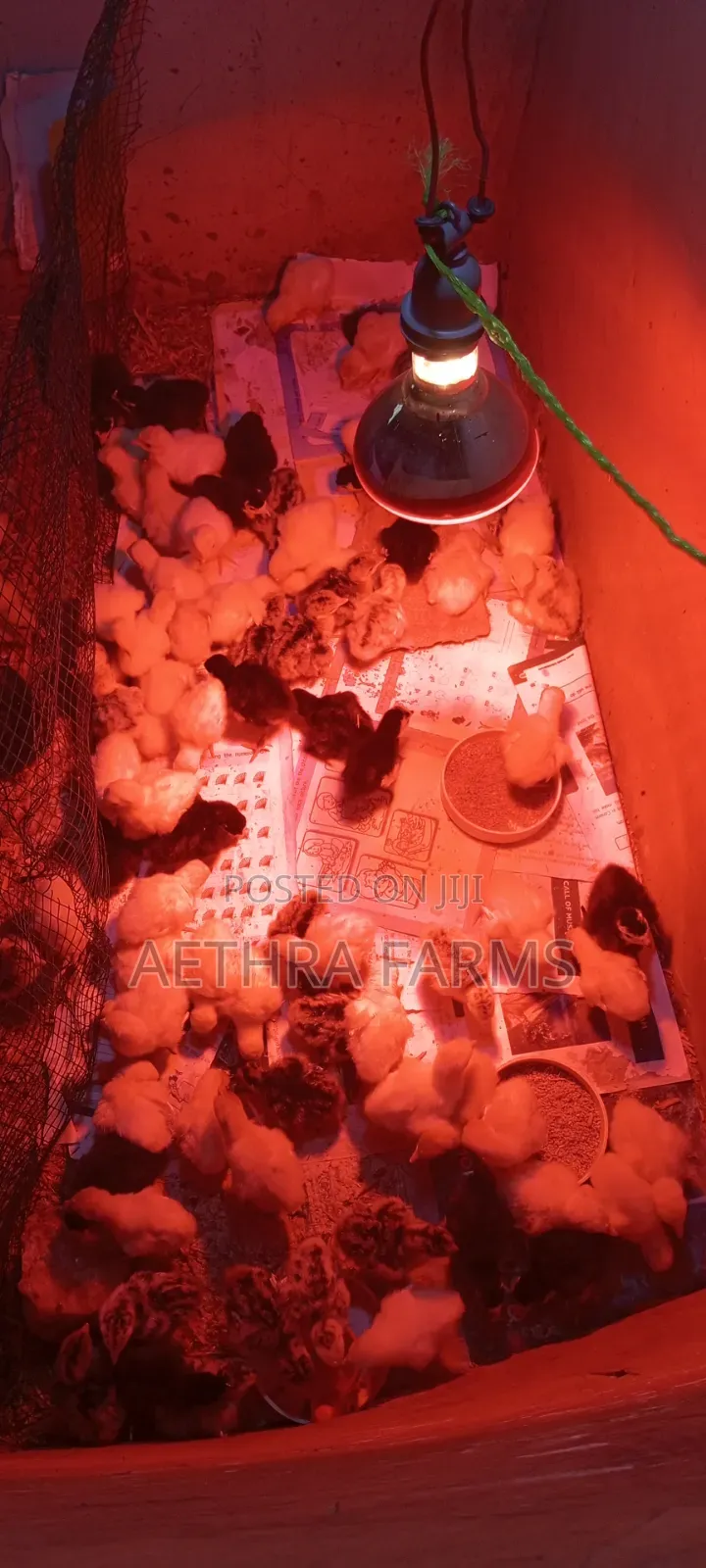Day Old Turkey Poults (BBB/BBW)