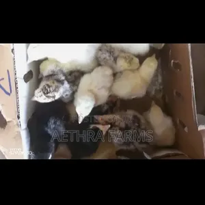 Day Old Turkey Poults (BBB/BBW)