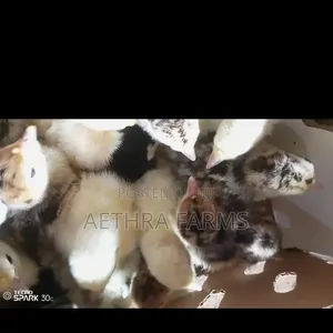 Day Old Turkey Poults (BBB/BBW)