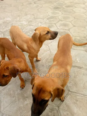 3-6 months Male Purebred Boerboel