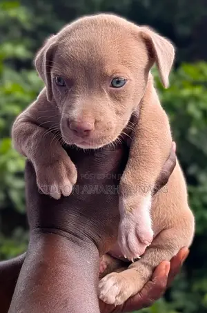 1-3 months Male Purebred American Pit Bull Terrier