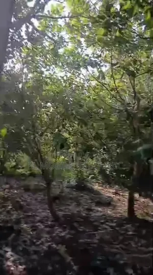 3 Acres of Cashew Farm for Sale
