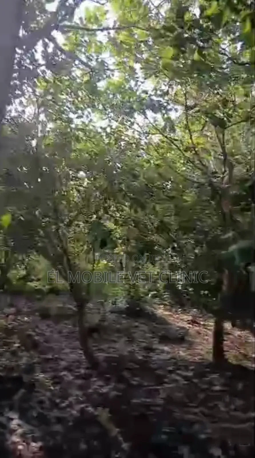 3 Acres of Cashew Farm for Sale