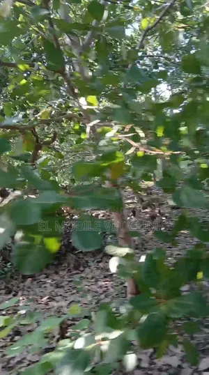 3 Acres of Cashew Farm for Sale