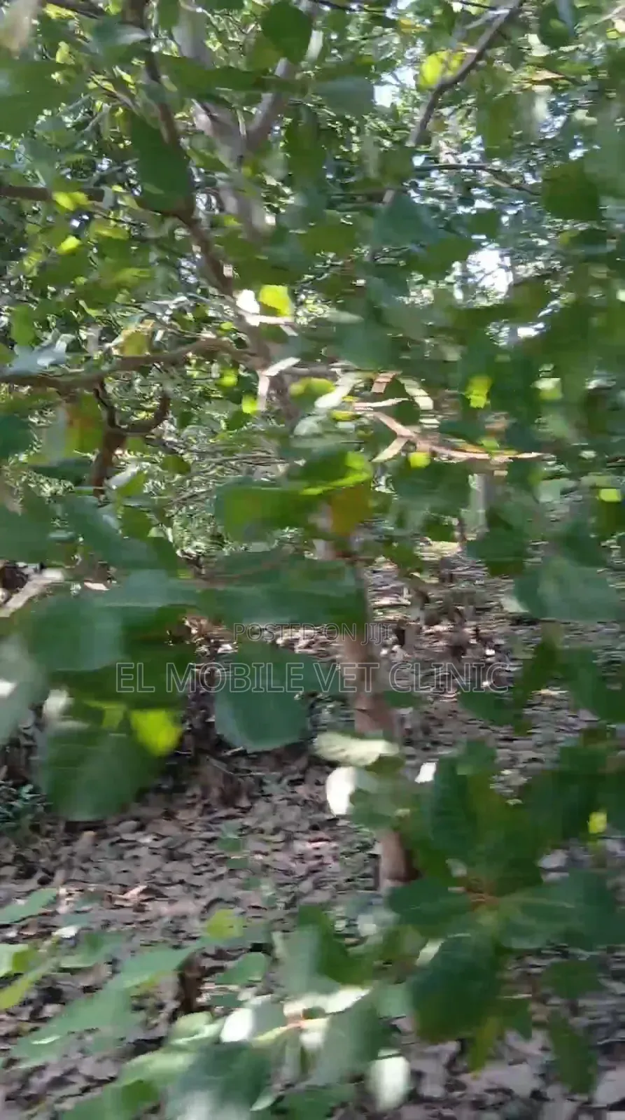 3 Acres of Cashew Farm for Sale