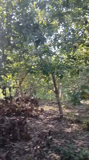 3 Acres of Cashew Farm for Sale