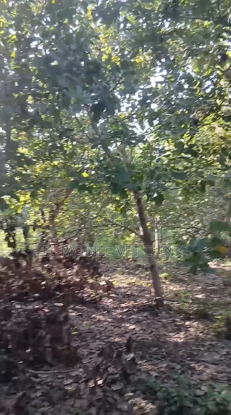 3 Acres of Cashew Farm for Sale