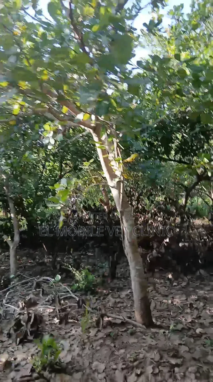 3 Acres of Cashew Farm for Sale
