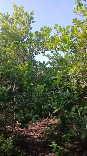 3 Acres of Cashew Farm for Sale
