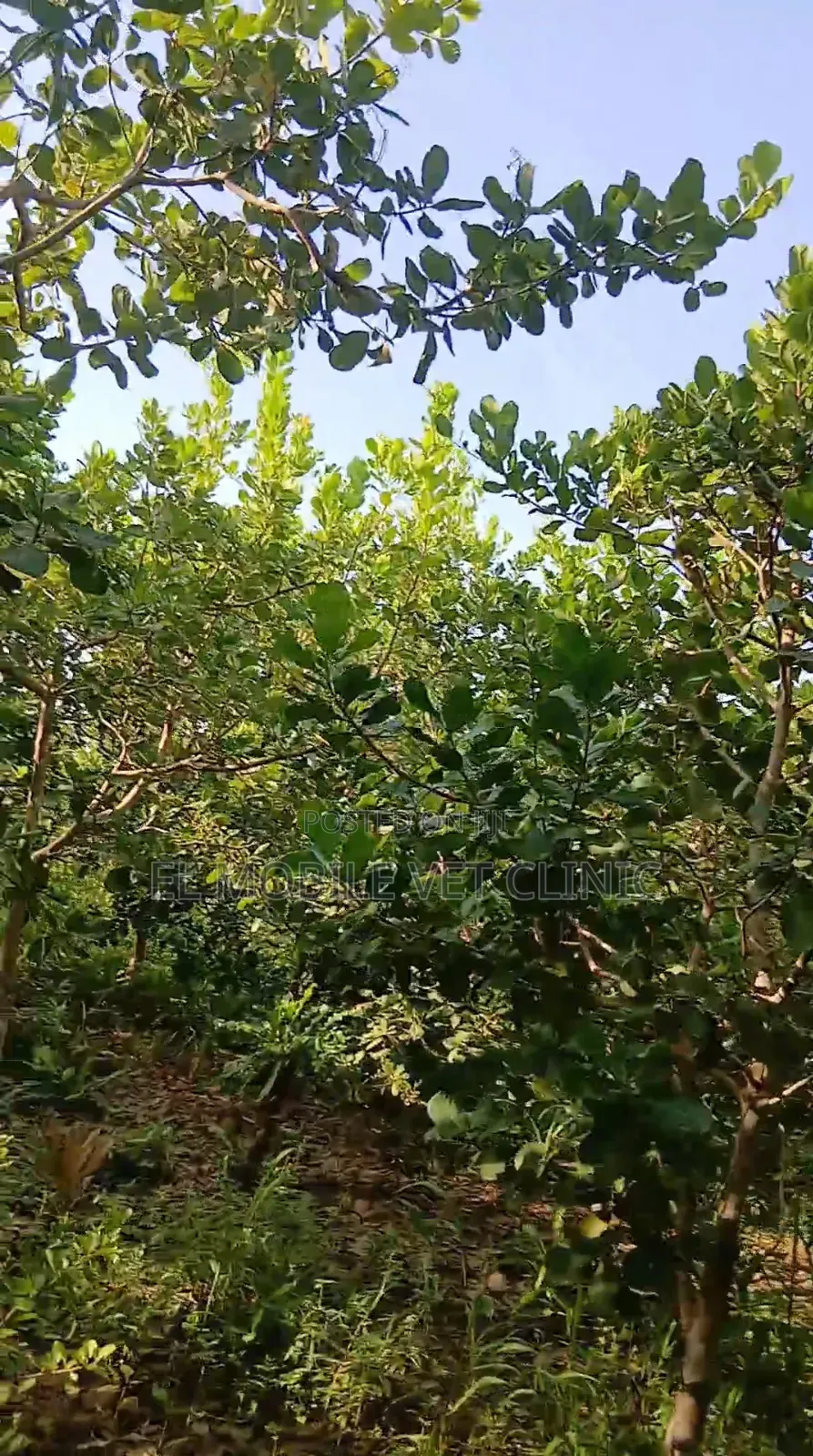 3 Acres of Cashew Farm for Sale