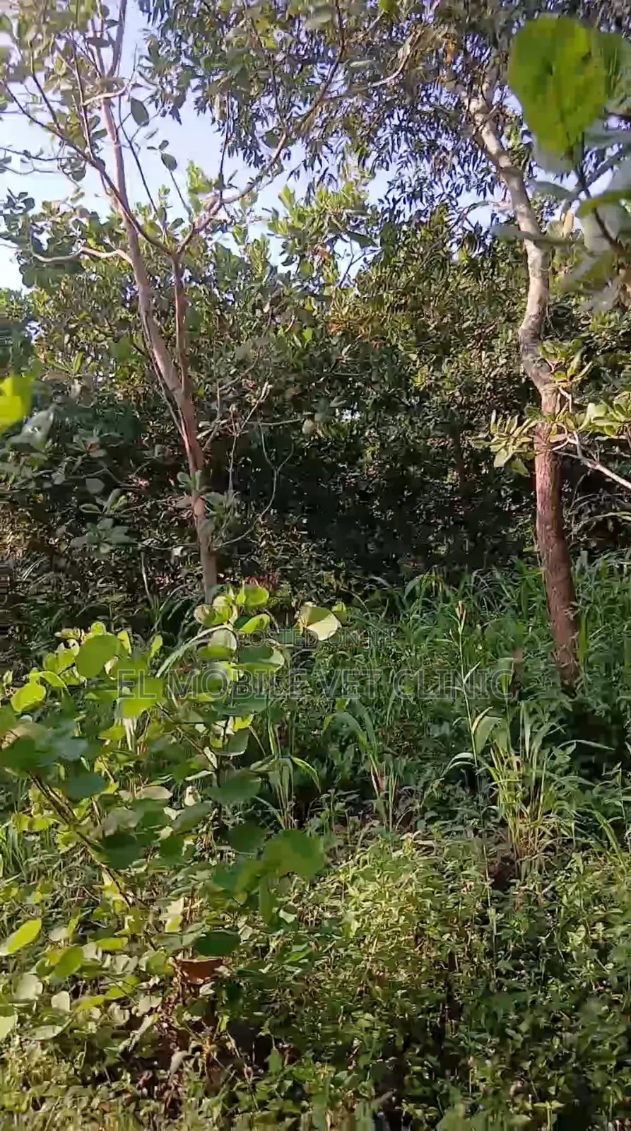 3 Acres of Cashew Farm for Sale