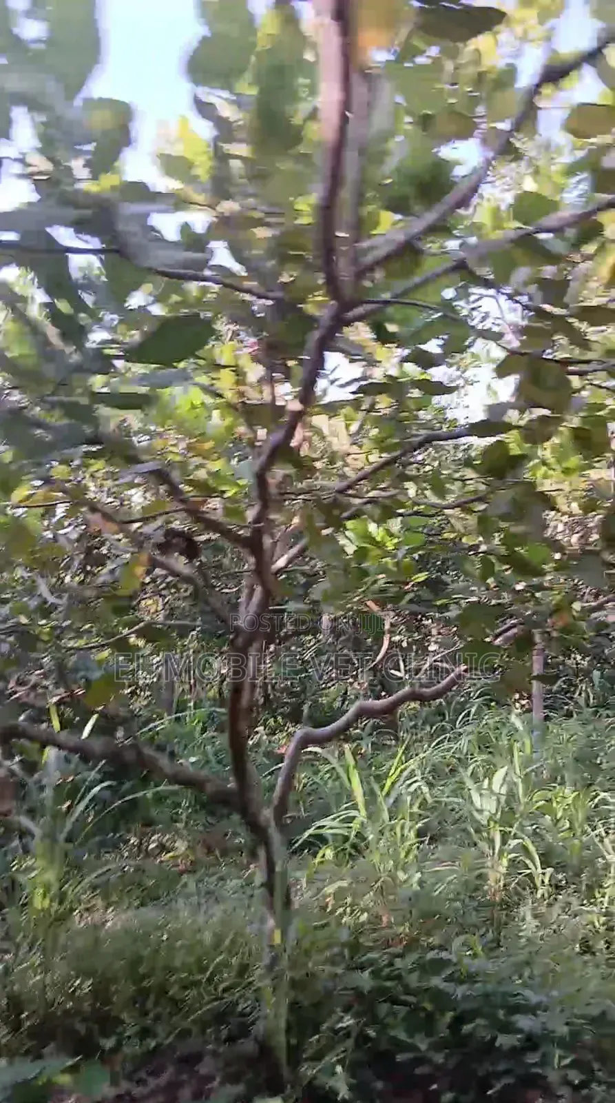 3 Acres of Cashew Farm for Sale