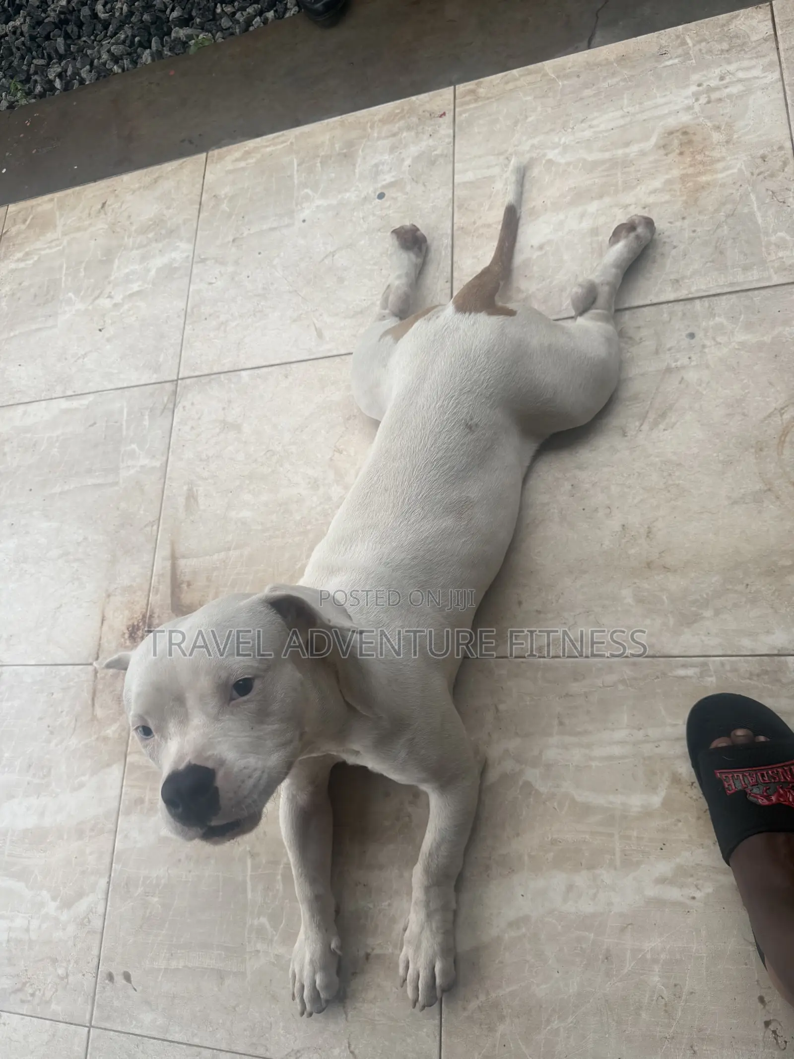 6-12 months Male Purebred American Pit Bull Terrier