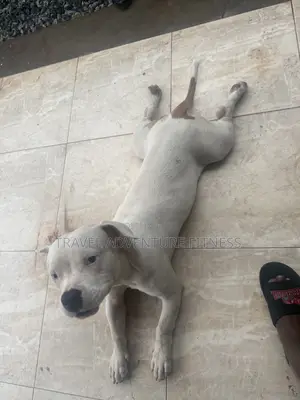 6-12 months Male Purebred American Pit Bull Terrier