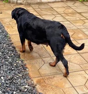1+ year Female Purebred Rottweiler