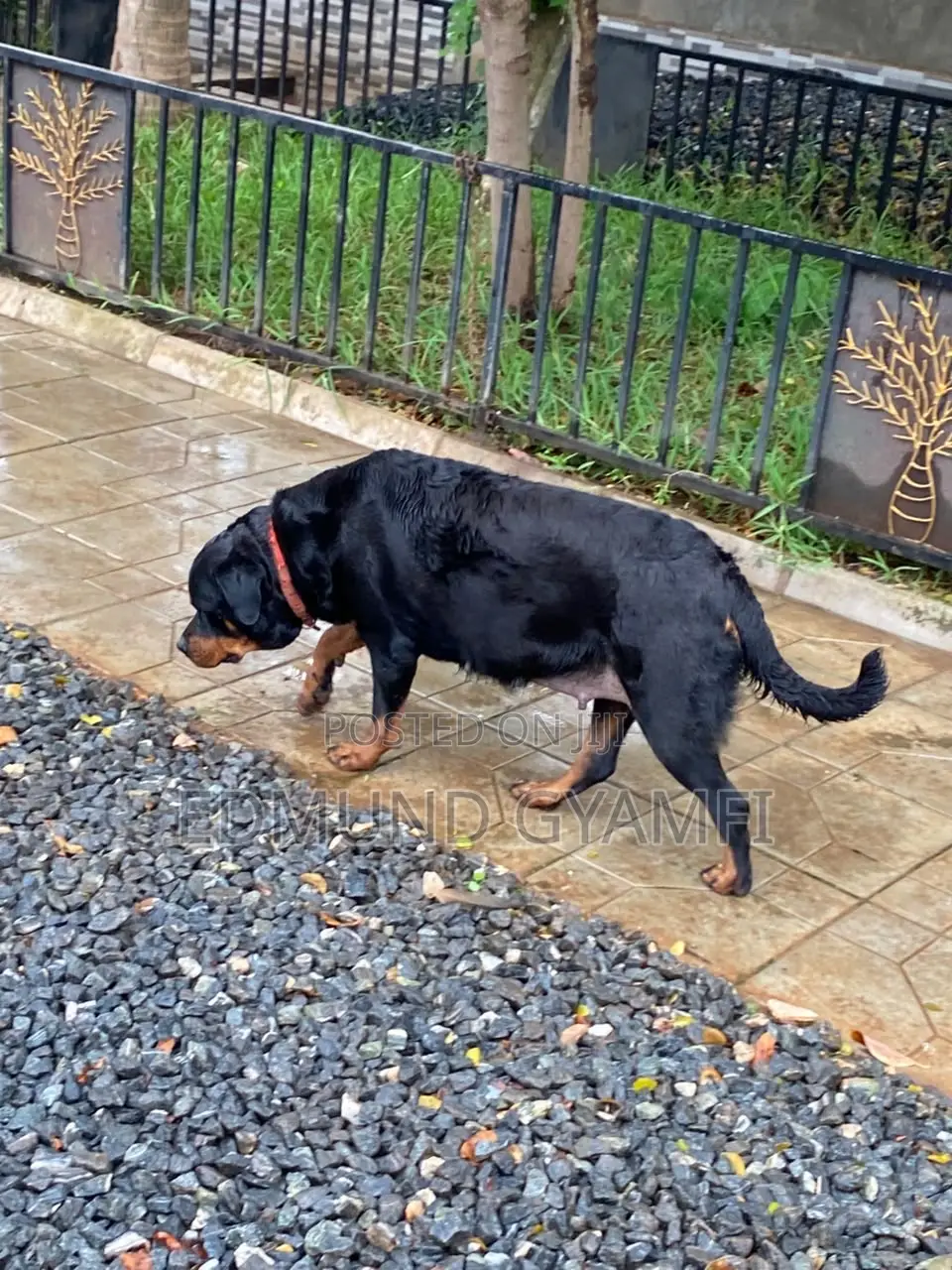 1+ year Female Purebred Rottweiler