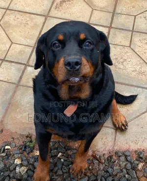 1+ year Female Purebred Rottweiler