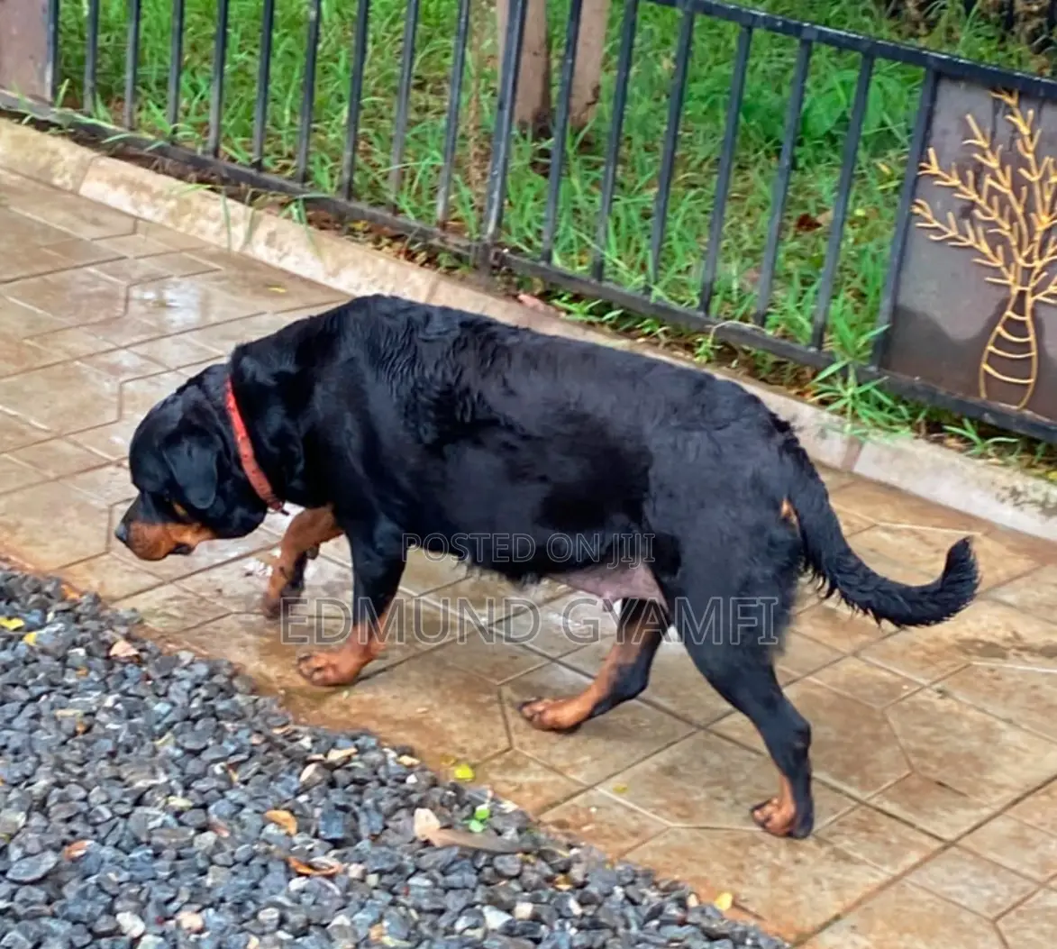 1+ year Female Purebred Rottweiler