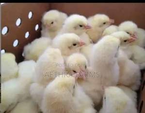 Day Old Chicks