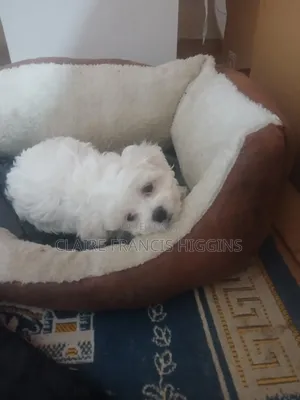 1-3 months Male Purebred Maltese