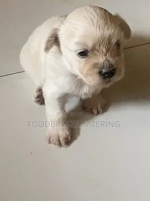 0-1 month Female Purebred Poodle