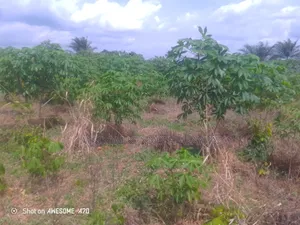 40 Plots of Land at TETEREM