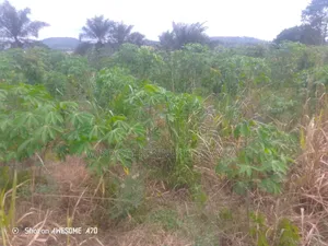 40 Plots of Land at TETEREM